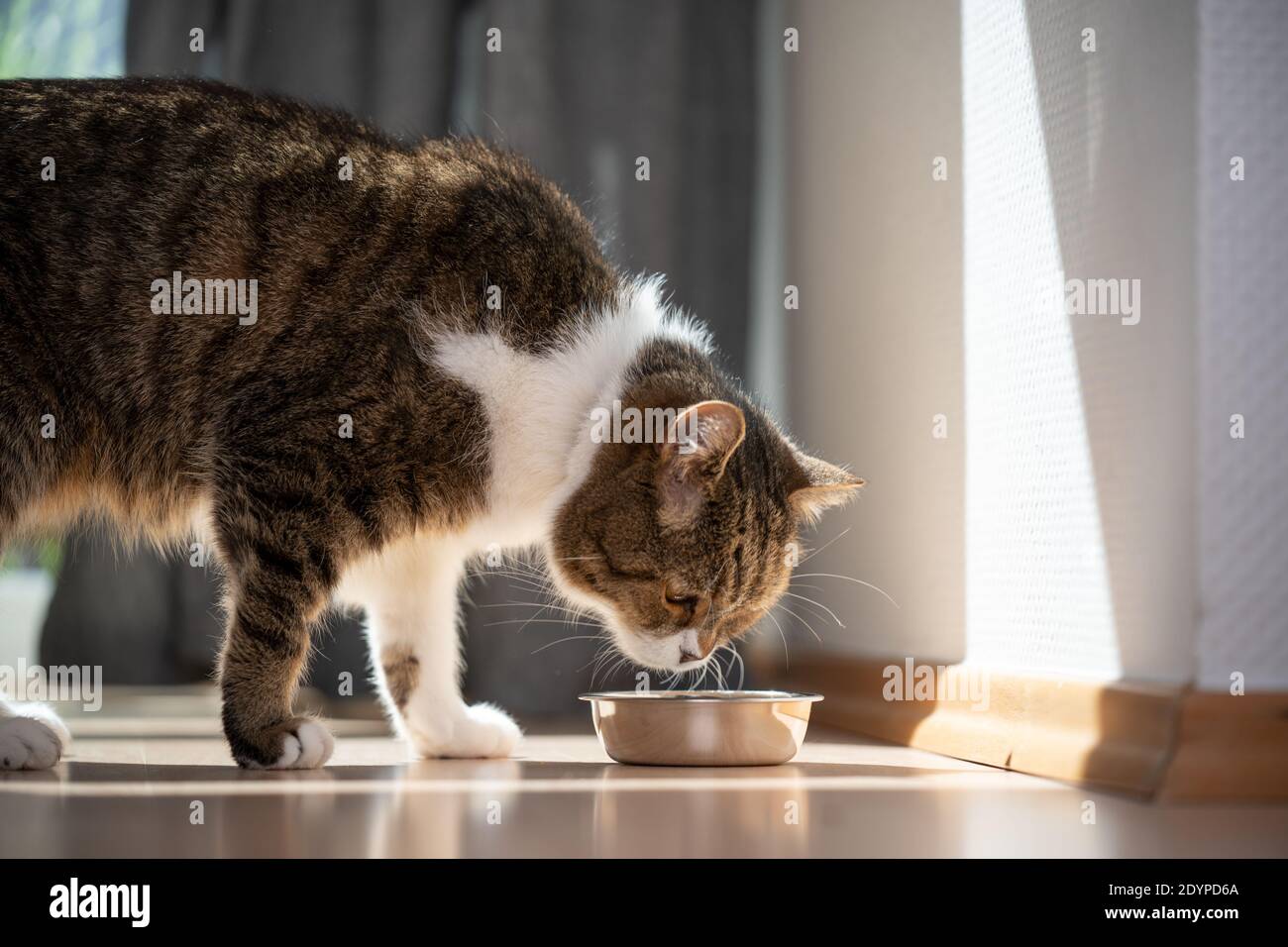 tabby white british shorthair cat eatnig pet food from bowl on the floor Stock Photo