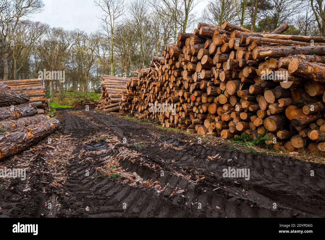 Forestry work and tree felling in woodland with stacks of log piles ...