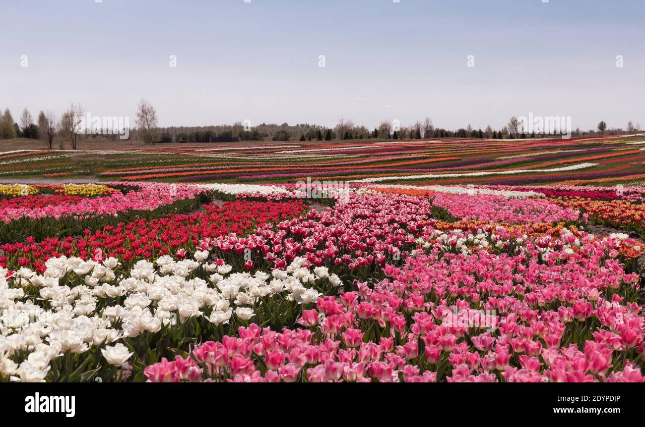 beautiful field of colorful tulip flowers in full bloom. in spring in the rays of the setting sun at sunset Stock Photo
