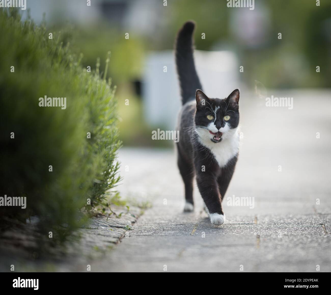 black and white domestic shorthair cat walking towards camera next to a ...