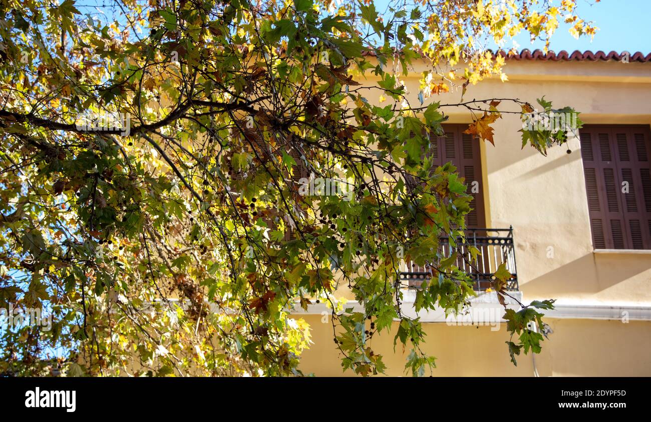 Under view of traditional house background with balcony, roof tiles, brown closed shutters through part of plane tree, platanus branches and foliage a Stock Photo