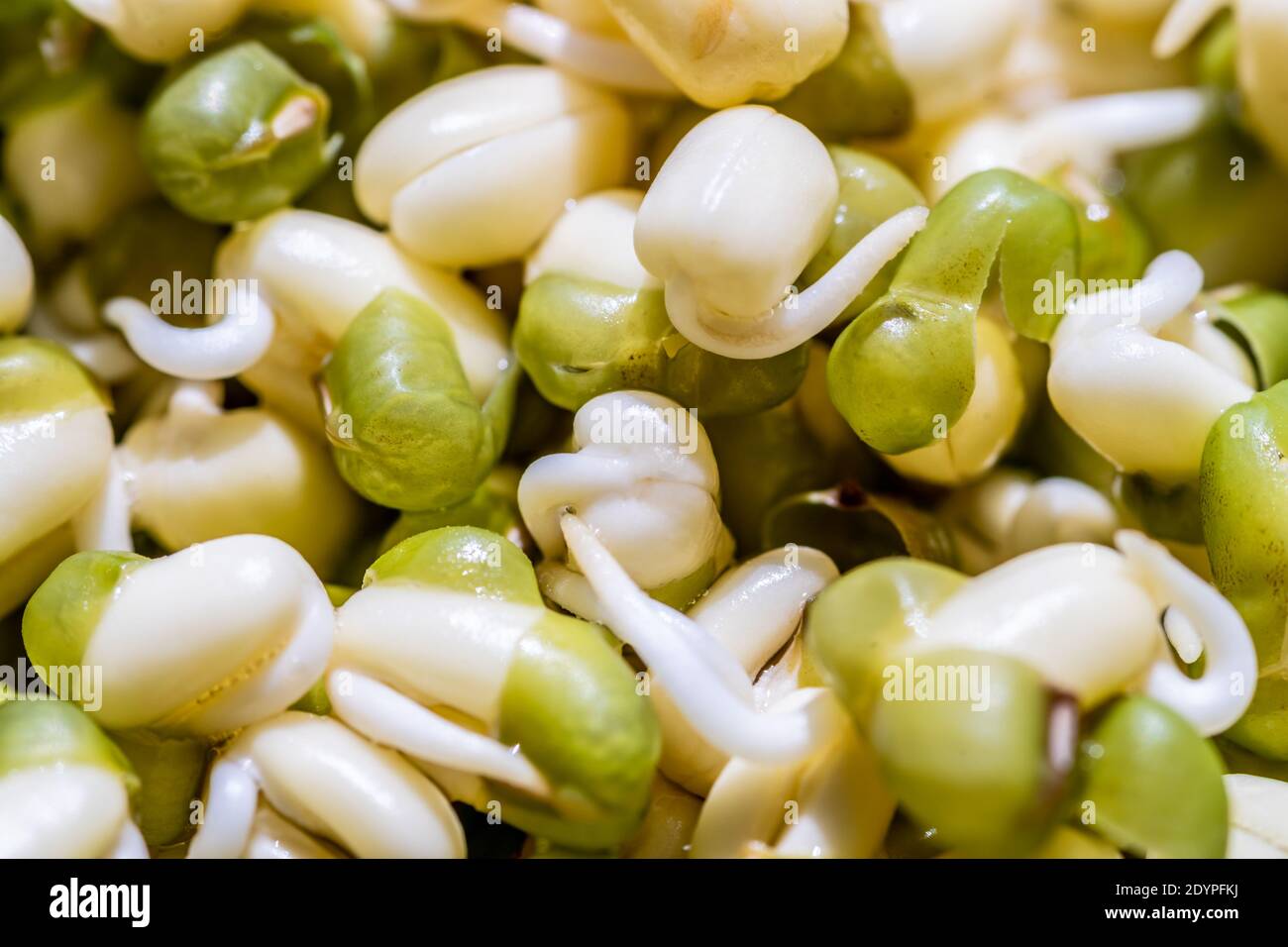 Mung bean seedlings hi-res stock photography and images - Alamy