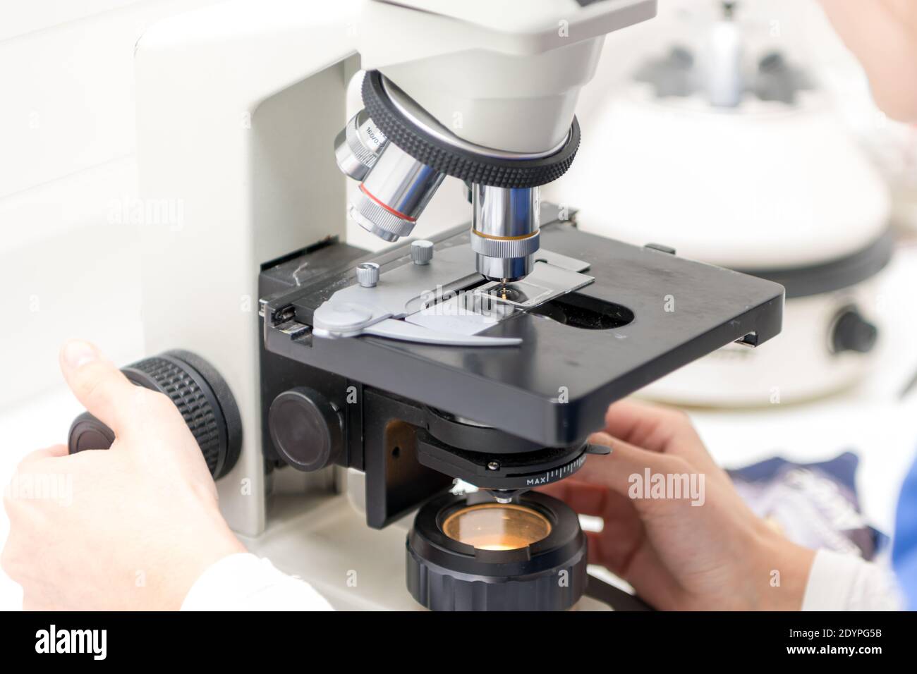 Veterinarian puts a sample under the microscope and examines for pathogenic germs. Stock Photo