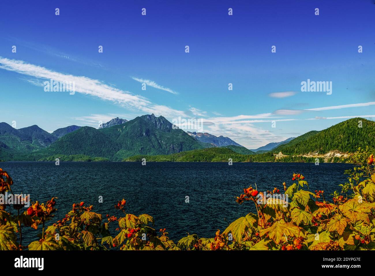 Raspberry bushes ont he shore of Kennedy Lake. Kennedy lake is located