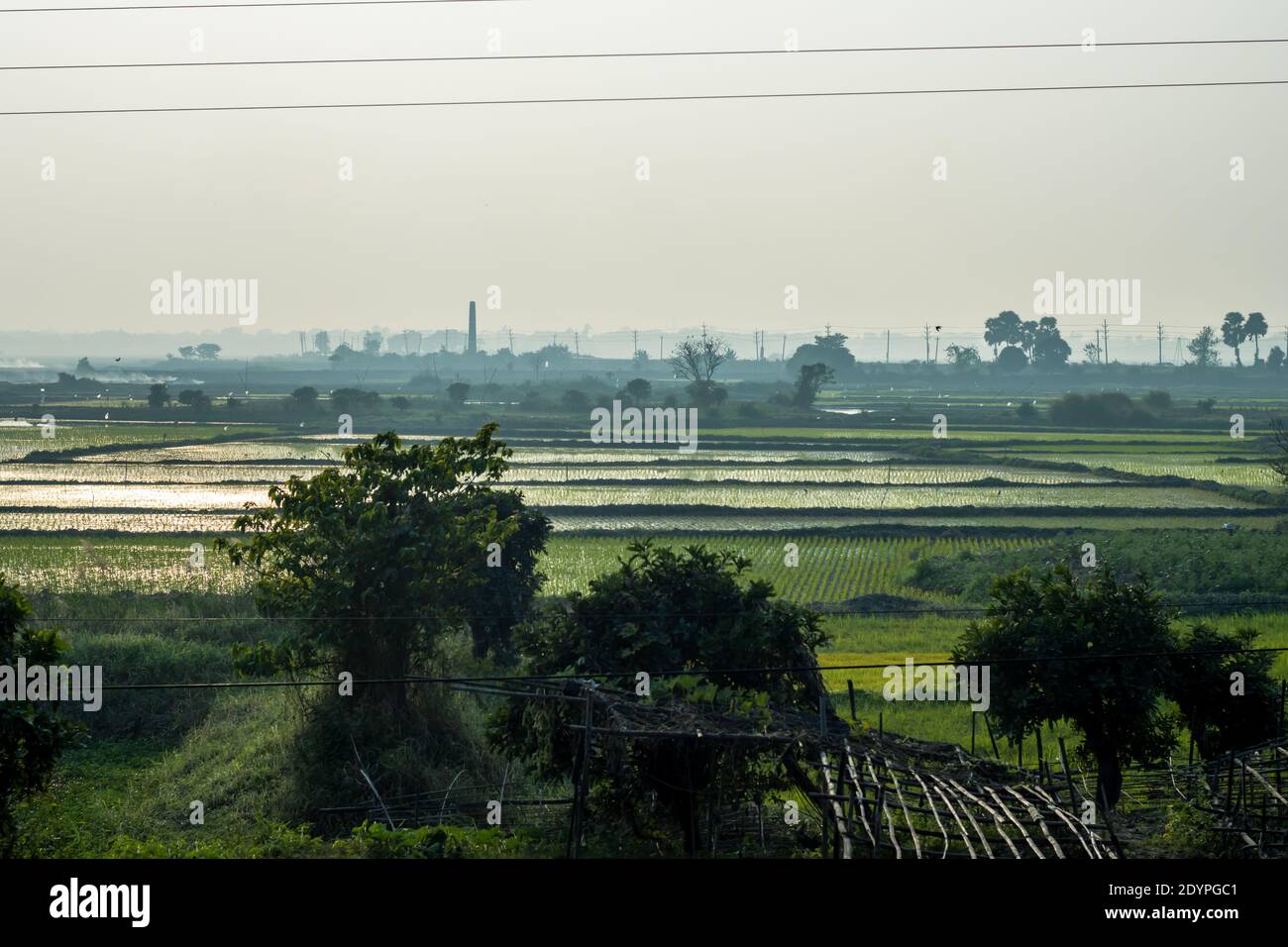 Gold sunrise in rice fields hi-res stock photography and images - Alamy
