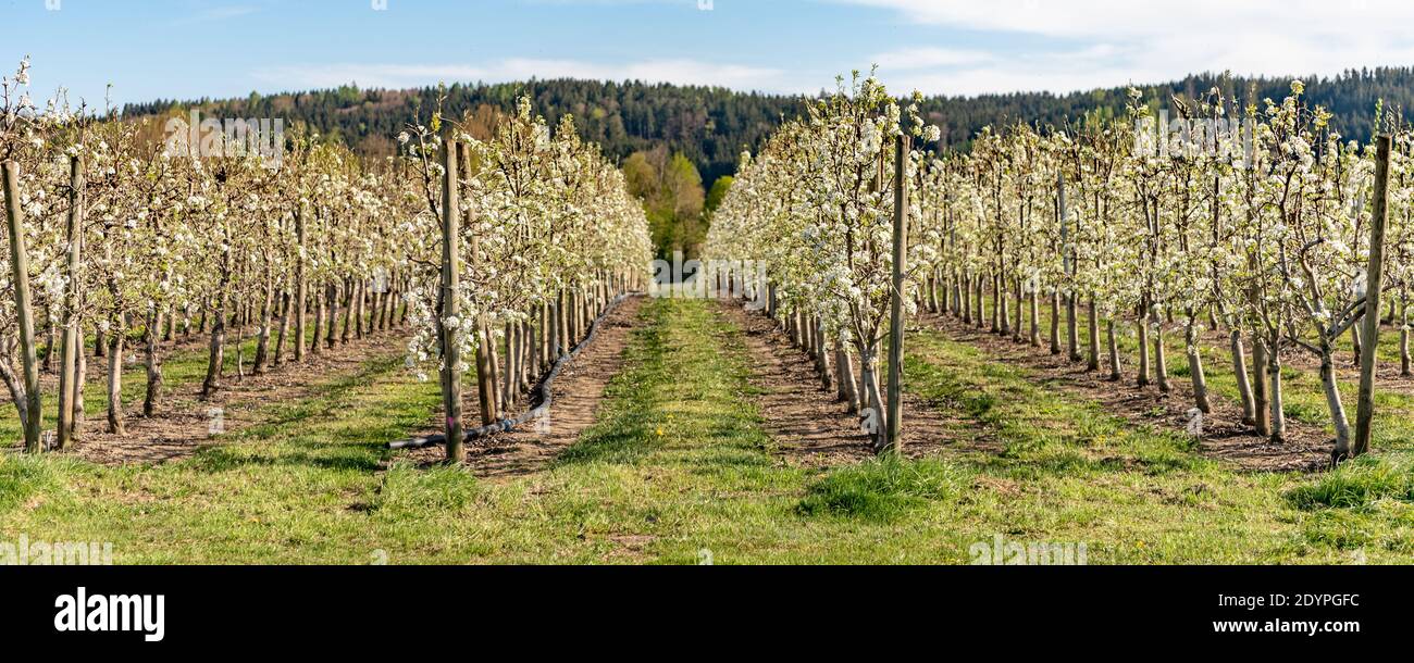 Mixed fruit orchard hires stock photography and images Alamy