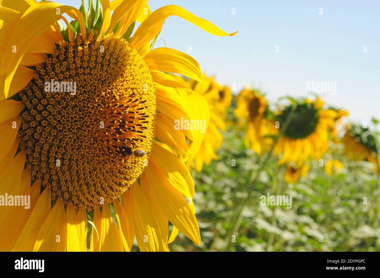 Sunflower crops (Helianthus sp.) Stock Photo