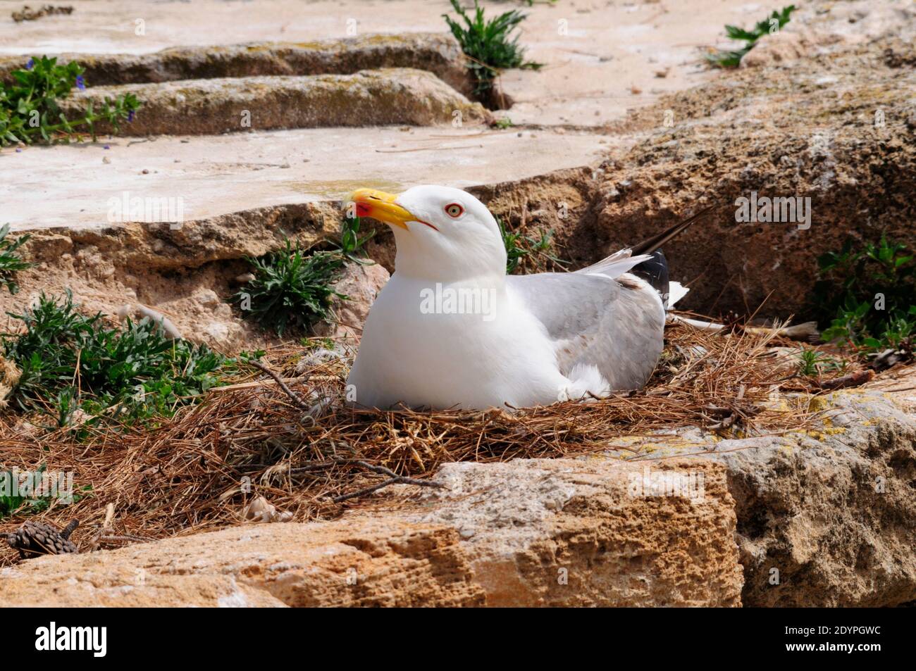 Yellow-legged gull (Larus michahellis) at nest Stock Photo