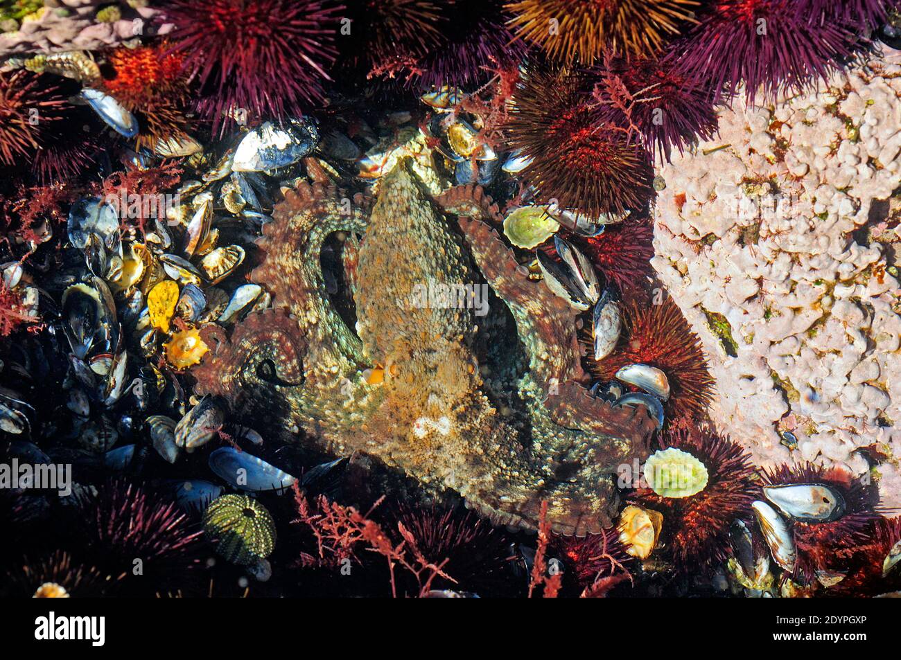 A common octopus (Octopus vulgaris) in a intertidal pond Stock Photo