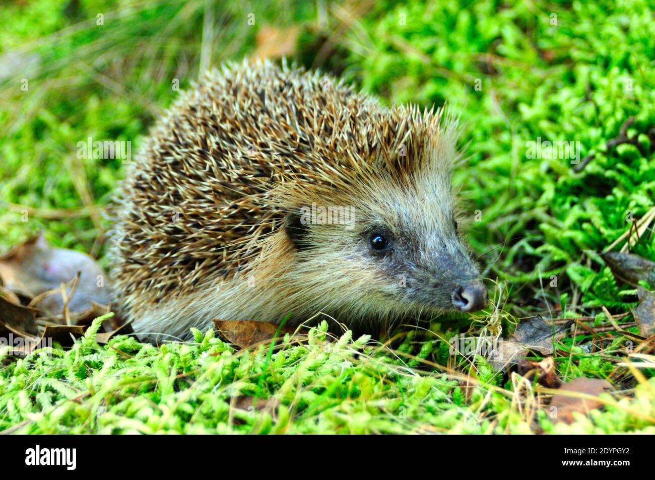 European hedgehog , West European hedgehog or common hedgehog (Erinaceus europaeus) Stock Photo