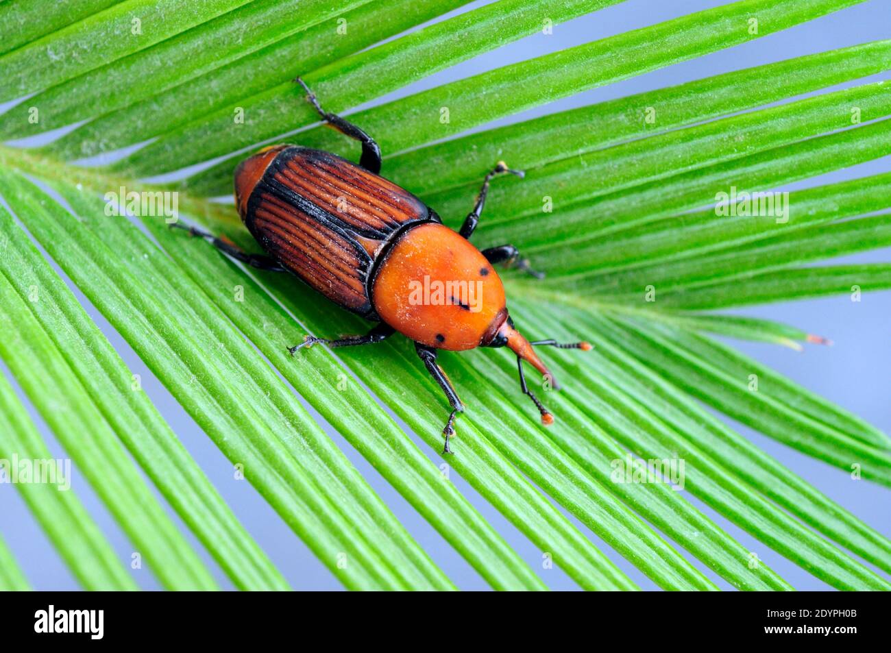 The palm weevil, red palm weevil, Asian palm weevil or sago palm (Rhynchophorus ferrugineus) Stock Photo