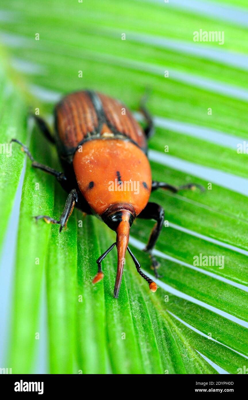 The palm weevil, red palm weevil, Asian palm weevil or sago palm (Rhynchophorus ferrugineus) Stock Photo