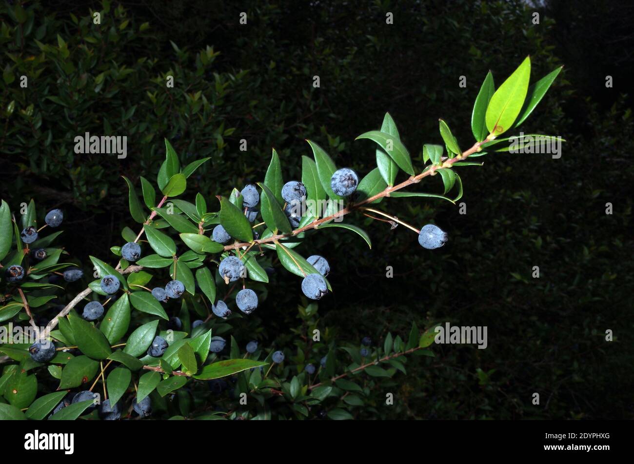 Mytle Berry Myrtle Myrtus Communis High Resolution Stock Photography and Images - Alamy