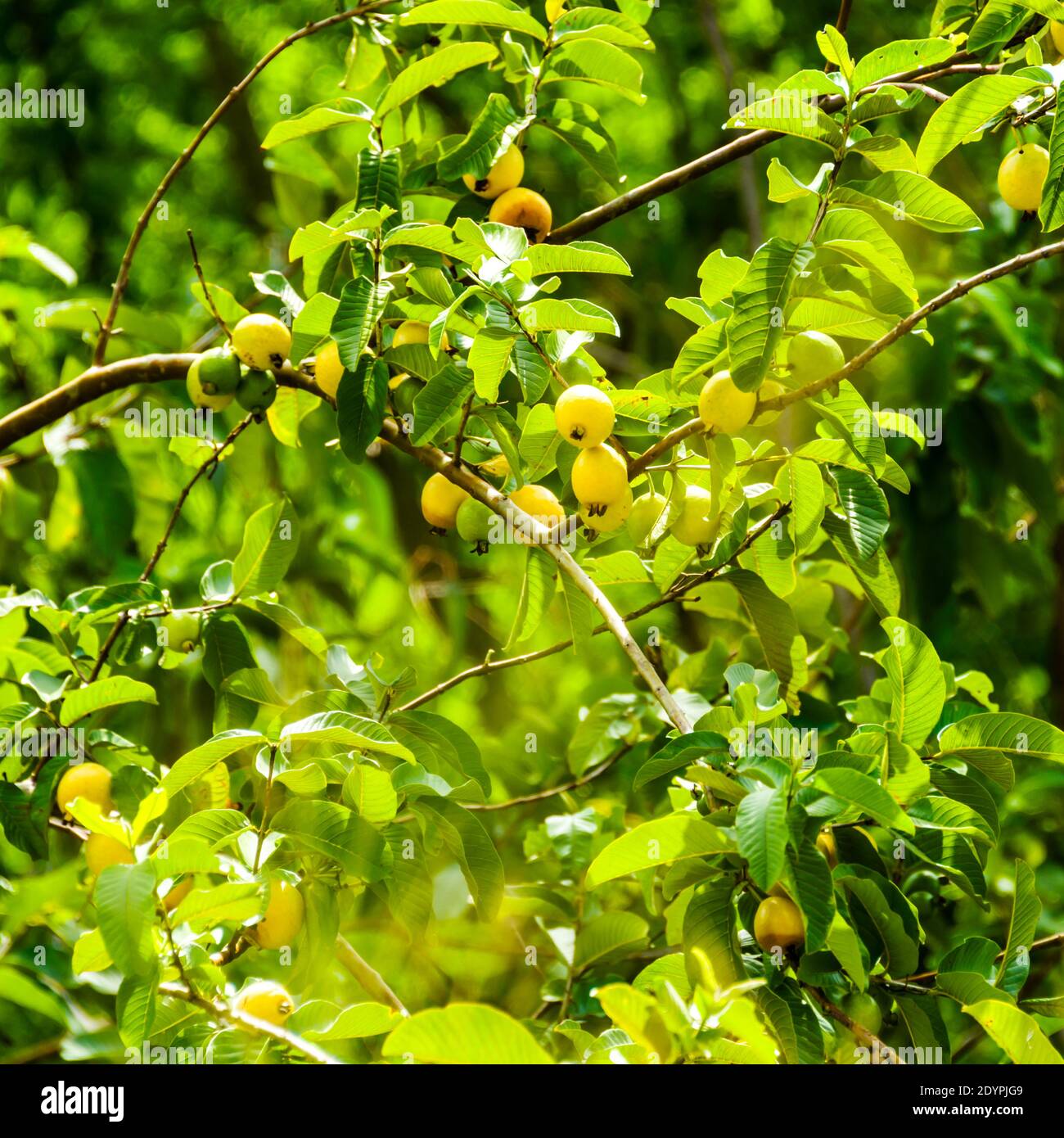 Maui, Hawaii, Kapalua Village Course, Guava Tree Stock Photo Alamy