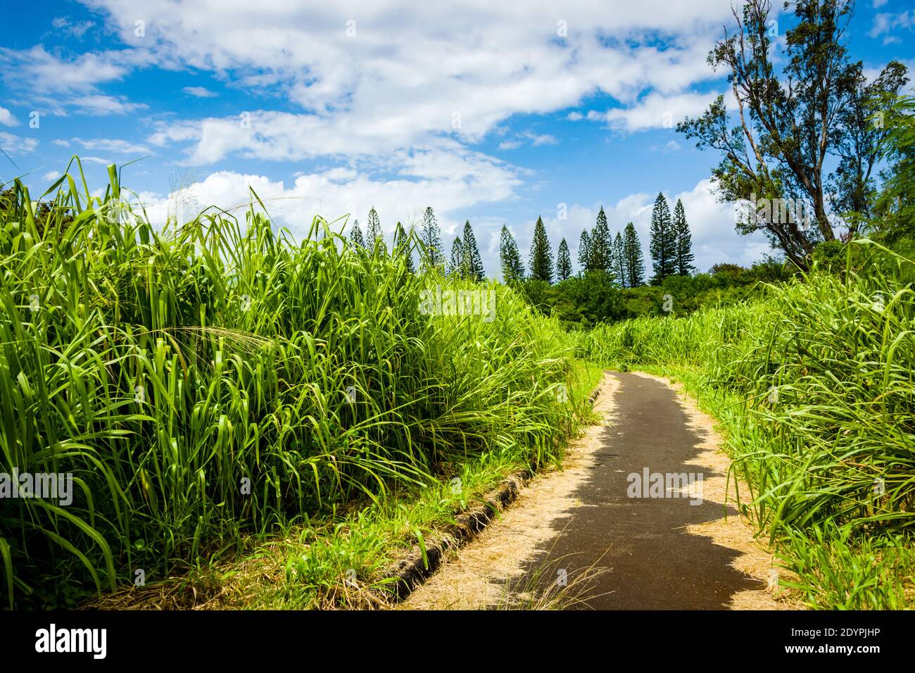 Maui, Hawaii, Kapalua Village Course, Overgrown Cart Path Stock Photo