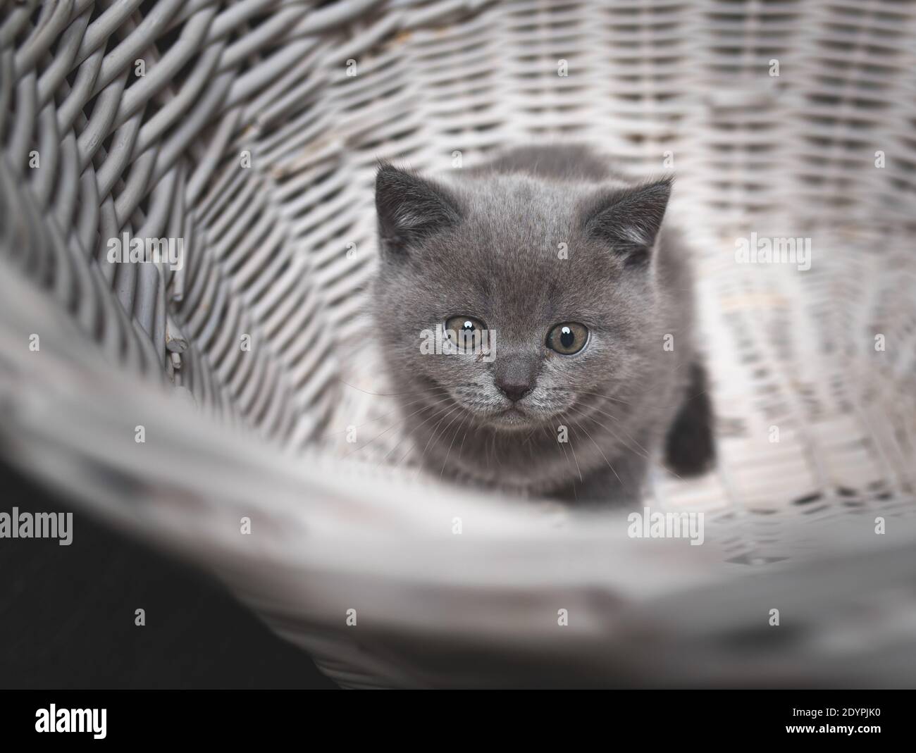 blue british shorthair kitten looking up in a white basket Stock Photo