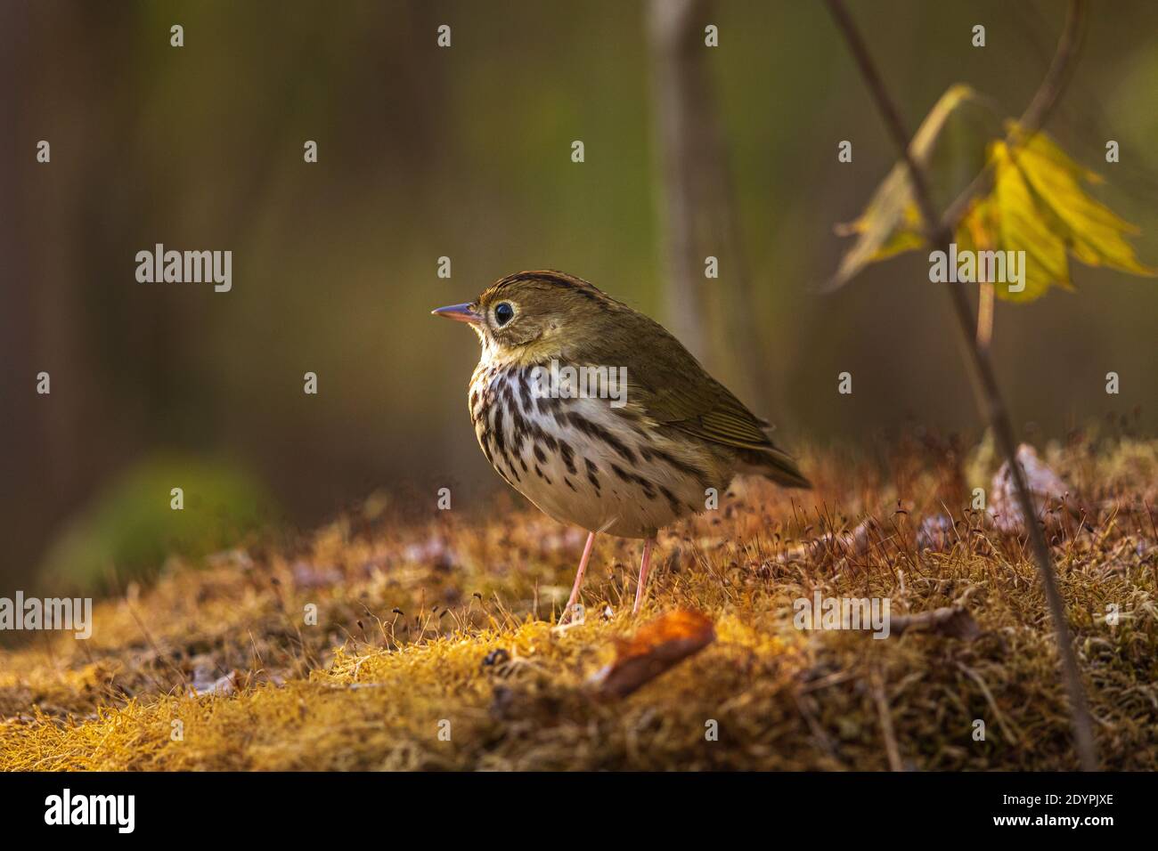Oven bird on a mossy log in northern Wisconsin. Stock Photo