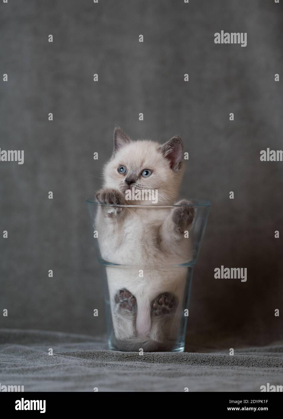 cream colored british shorthair kitten relaxing in a flower vase Stock Photo