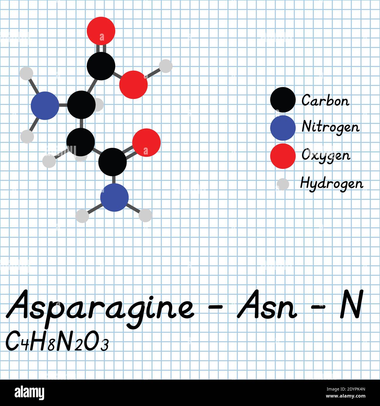 Asparagine - Asn - N Amino Acid molecular formula and chemical structure . 2D Ball and stick model on school paper sheet background. EPS10 Stock Vector