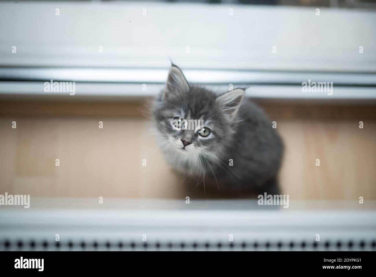 shy Blue tabby white maine coon kitten resting between radiator and