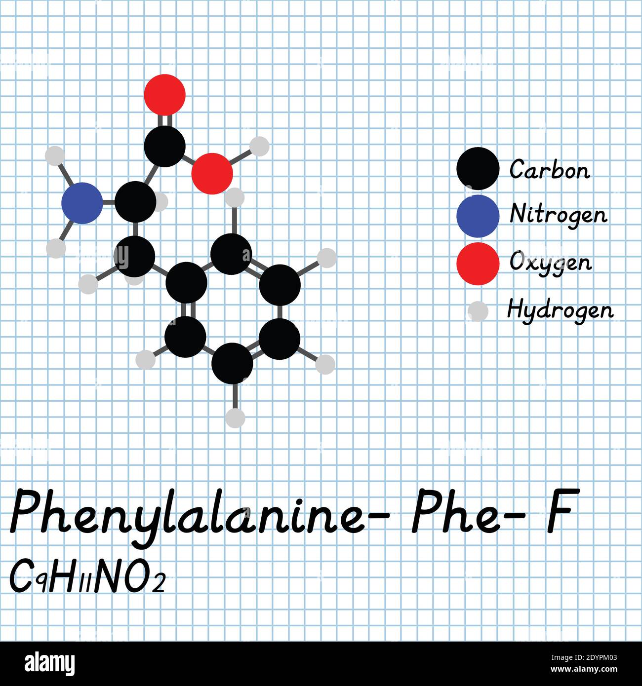 Phenylalanine - Phe - F Amino Acid molecular formula and chemical structure . 2D Ball and stick model on school paper sheet background. EPS10 Stock Vector