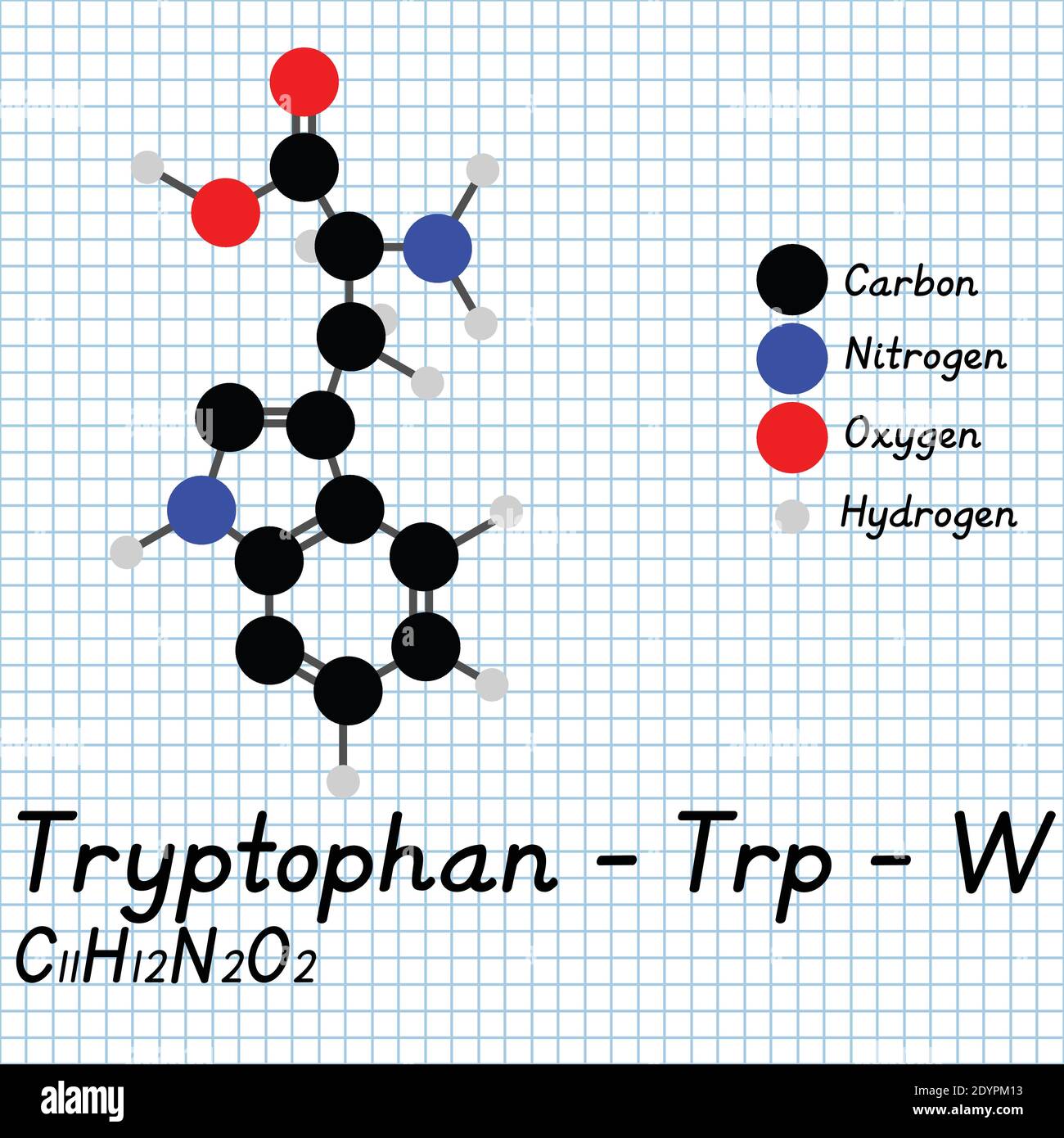 Tryptophan - Trp - W Amino Acid molecular formula and chemical structure . 2D Ball and stick model on school paper sheet background. EPS10 Stock Vector