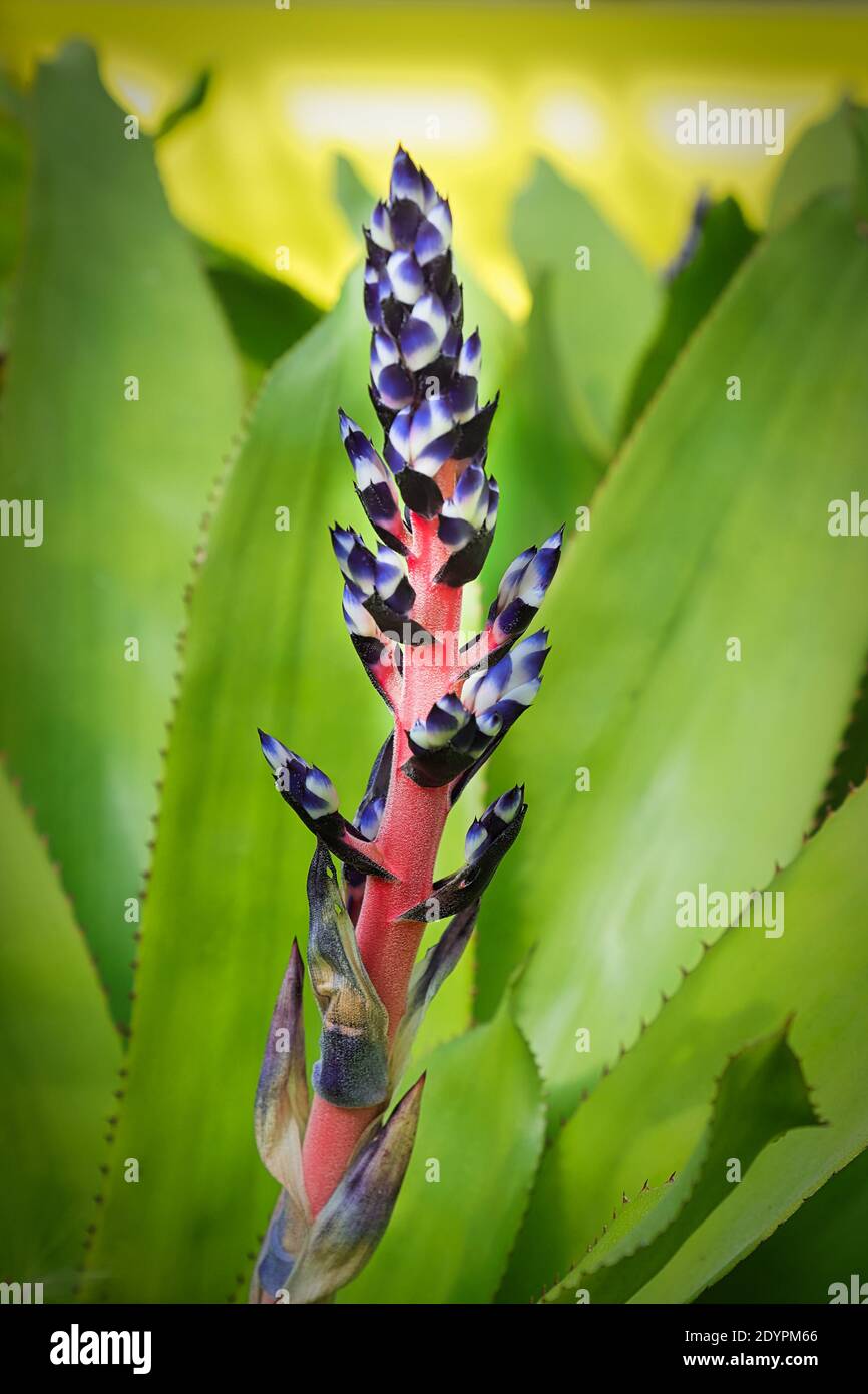 Vertical flower spike growing on an bromelaid. Stock Photo