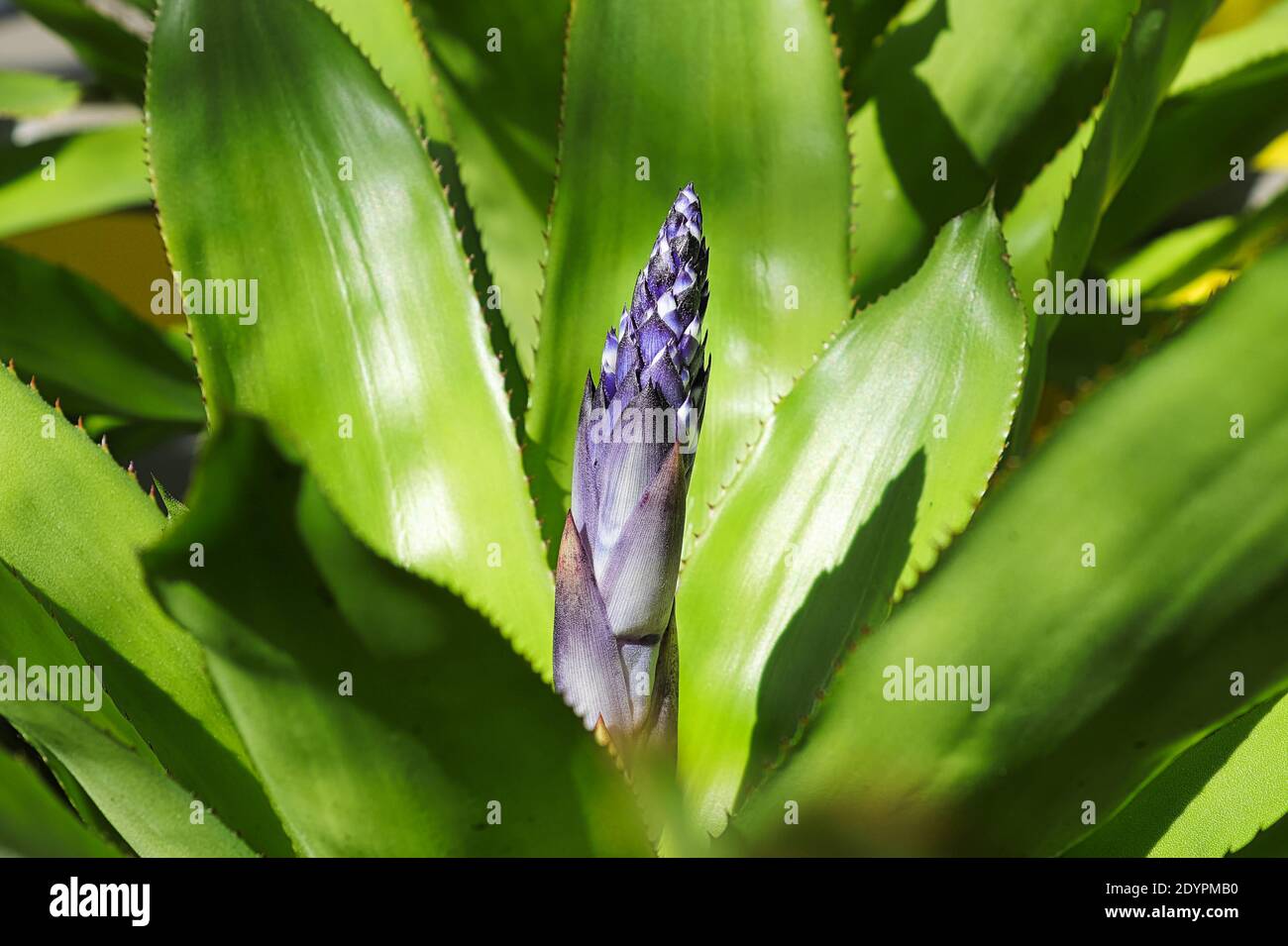 A blossom spike growing on an aechmea. Stock Photo