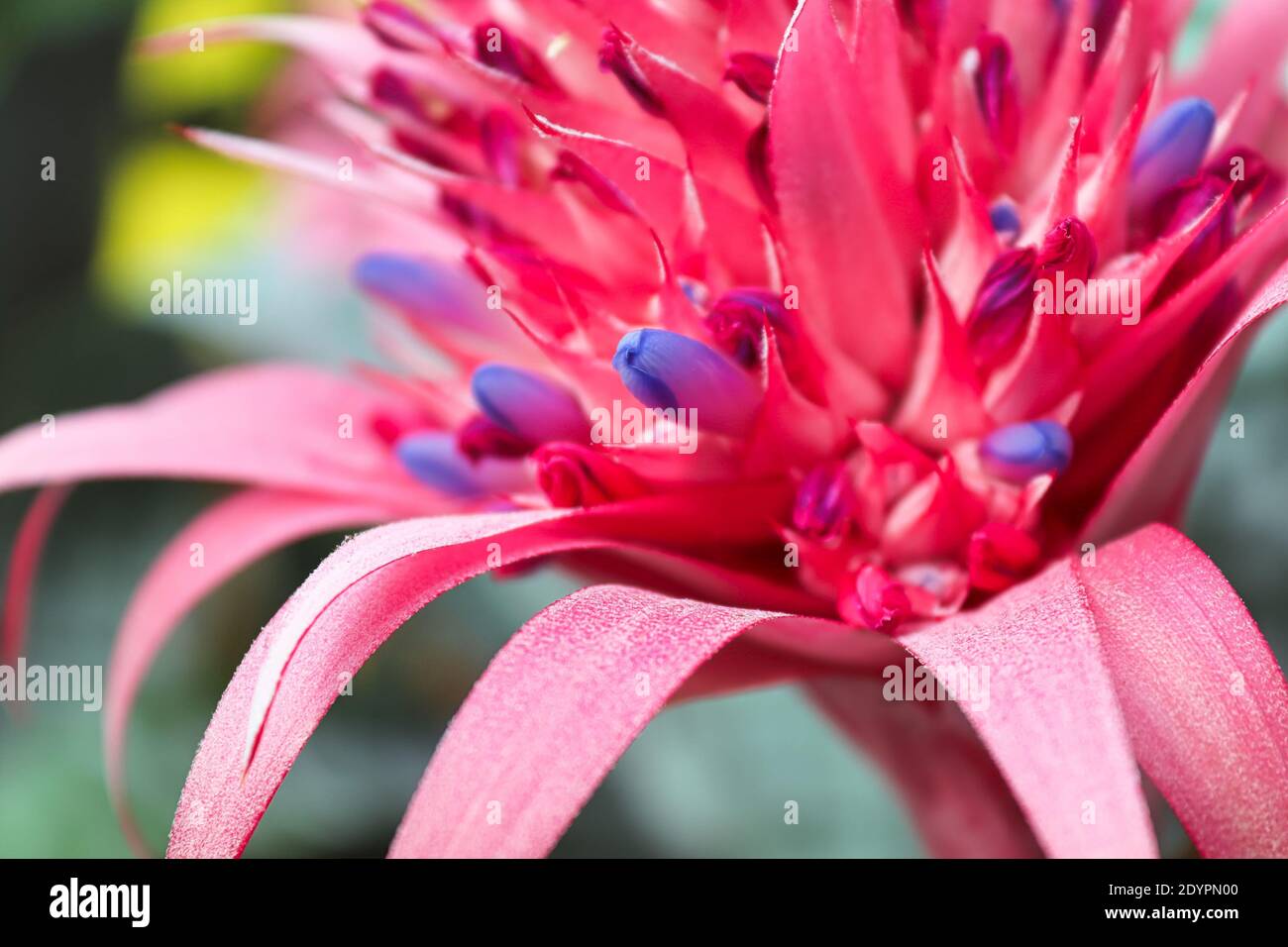 Closeup of the flowers on a silver vase aechmea. Stock Photo