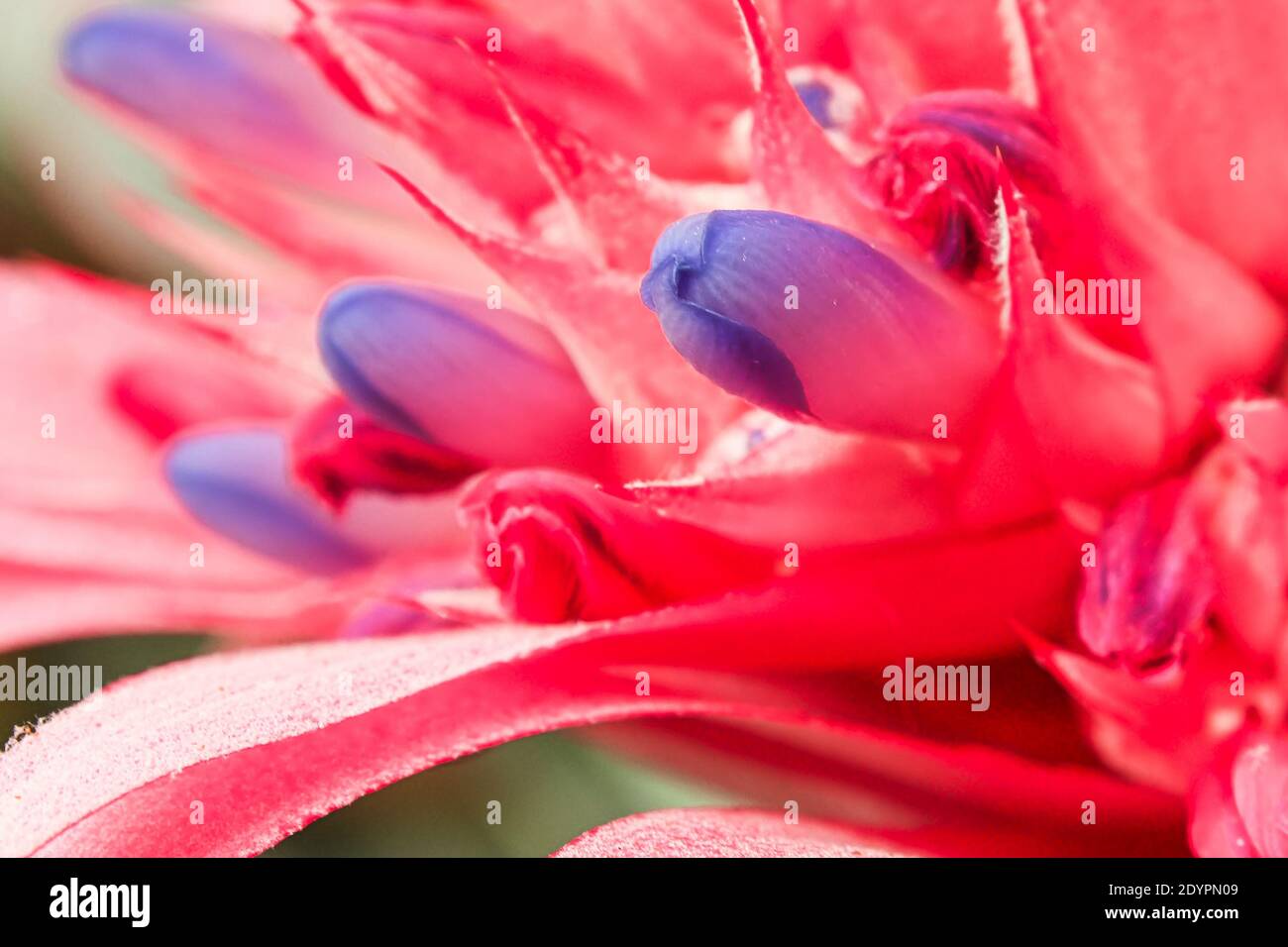 Macro of th blue blossoms on an urn plant. Stock Photo