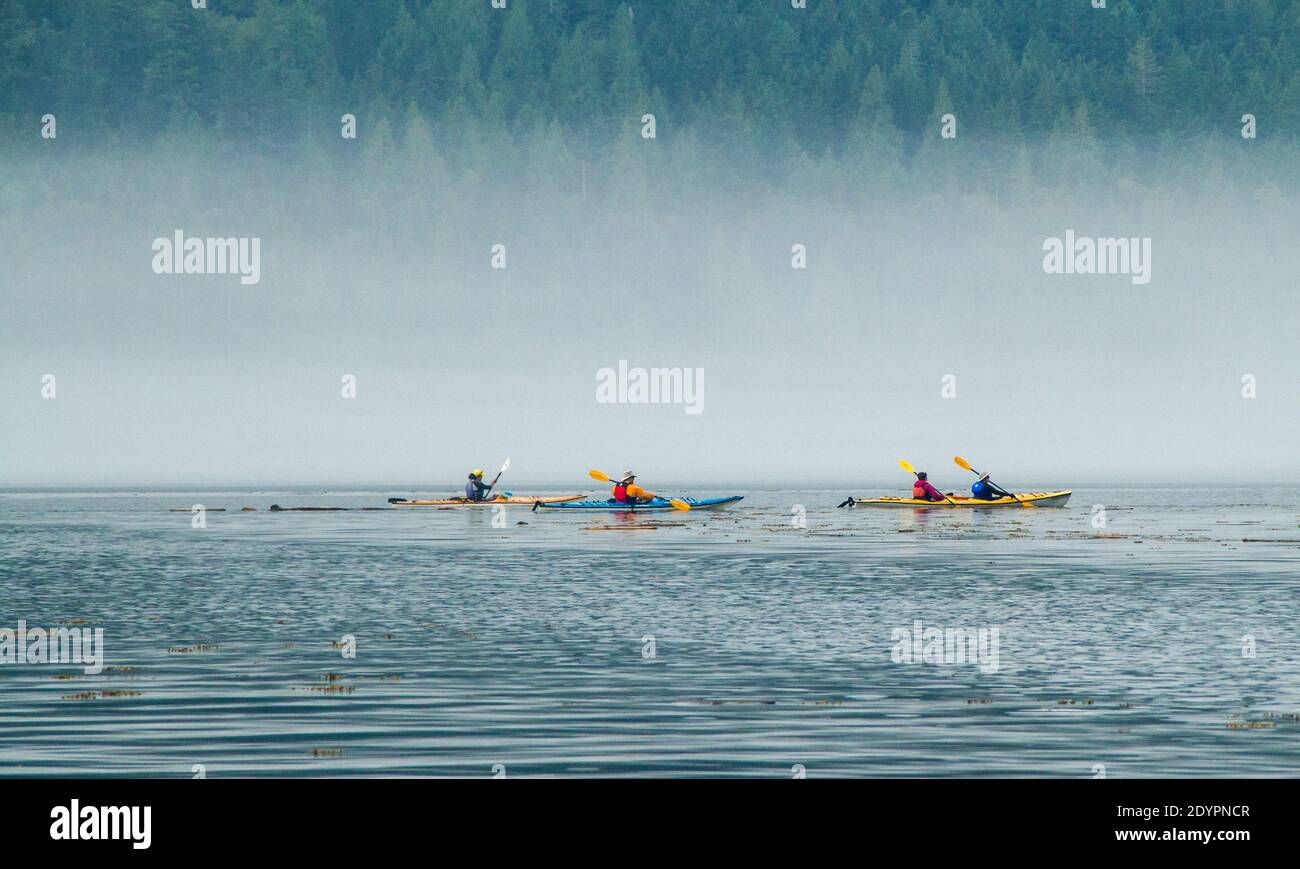 Four people in kayaks enjoying off beaten track travel, in British Columbia, Canada, on a misty summer morning, Discovery Islands, BC.  Remote, rugged. Stock Photo