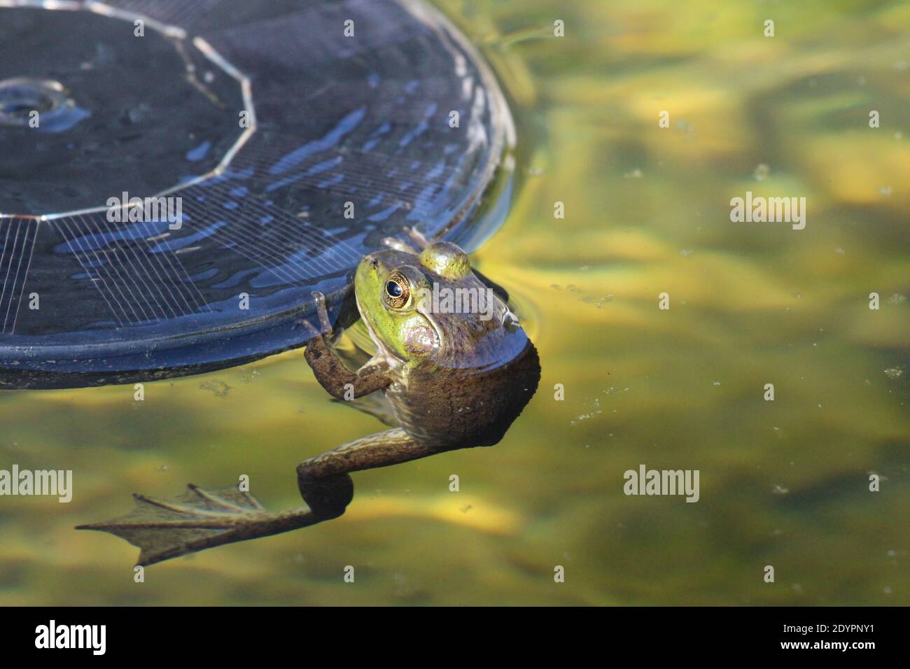 Close up of a female Lithobates catesbeianus, American Bullfrong, clinging to a solar fountain in a pond on a sunny summer day in Wisconsin, USA Stock Photo