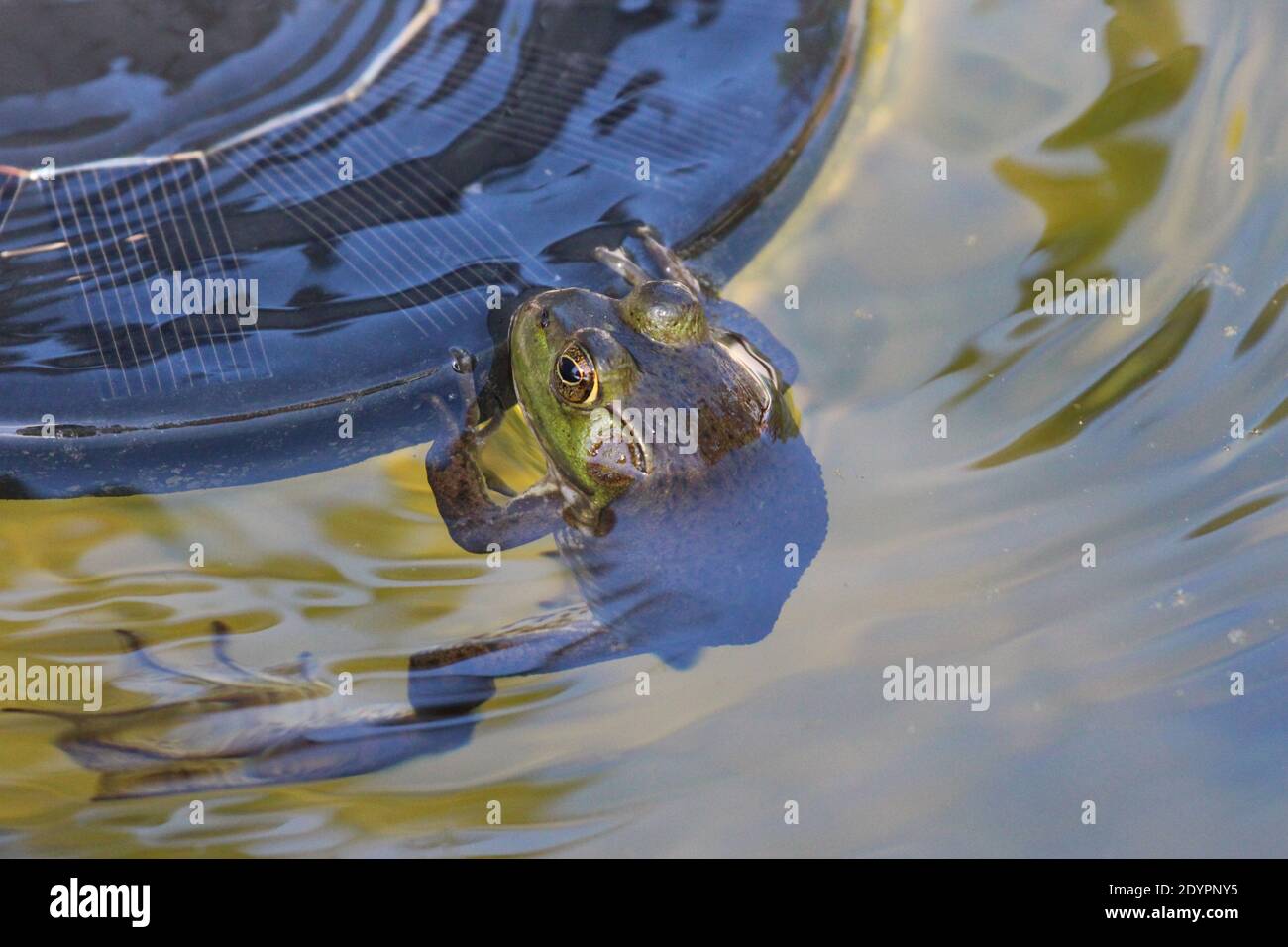 Close up of a female Lithobates catesbeianus, American Bullfrong, clinging to a solar fountain in a pond in Wisconsin, USA Stock Photo