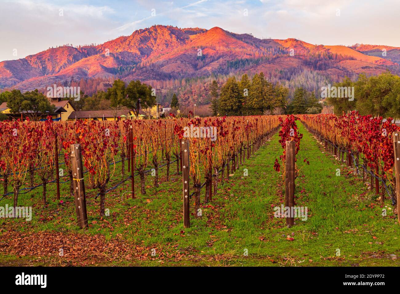 Vineyards bathed in the glory of autumn golden light Napa Valley Stock Photo