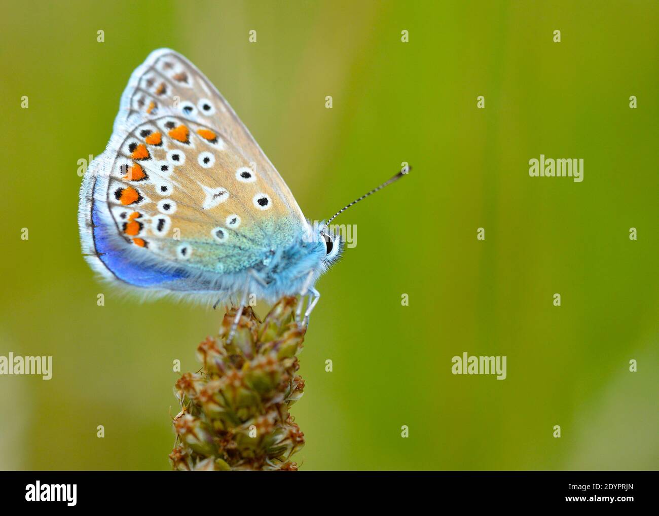 The Common Blue Butterfly (Polyommatus Icarus) in Brocks Hill Country Park Nature Reserve in Oadby, Leicester Stock Photo