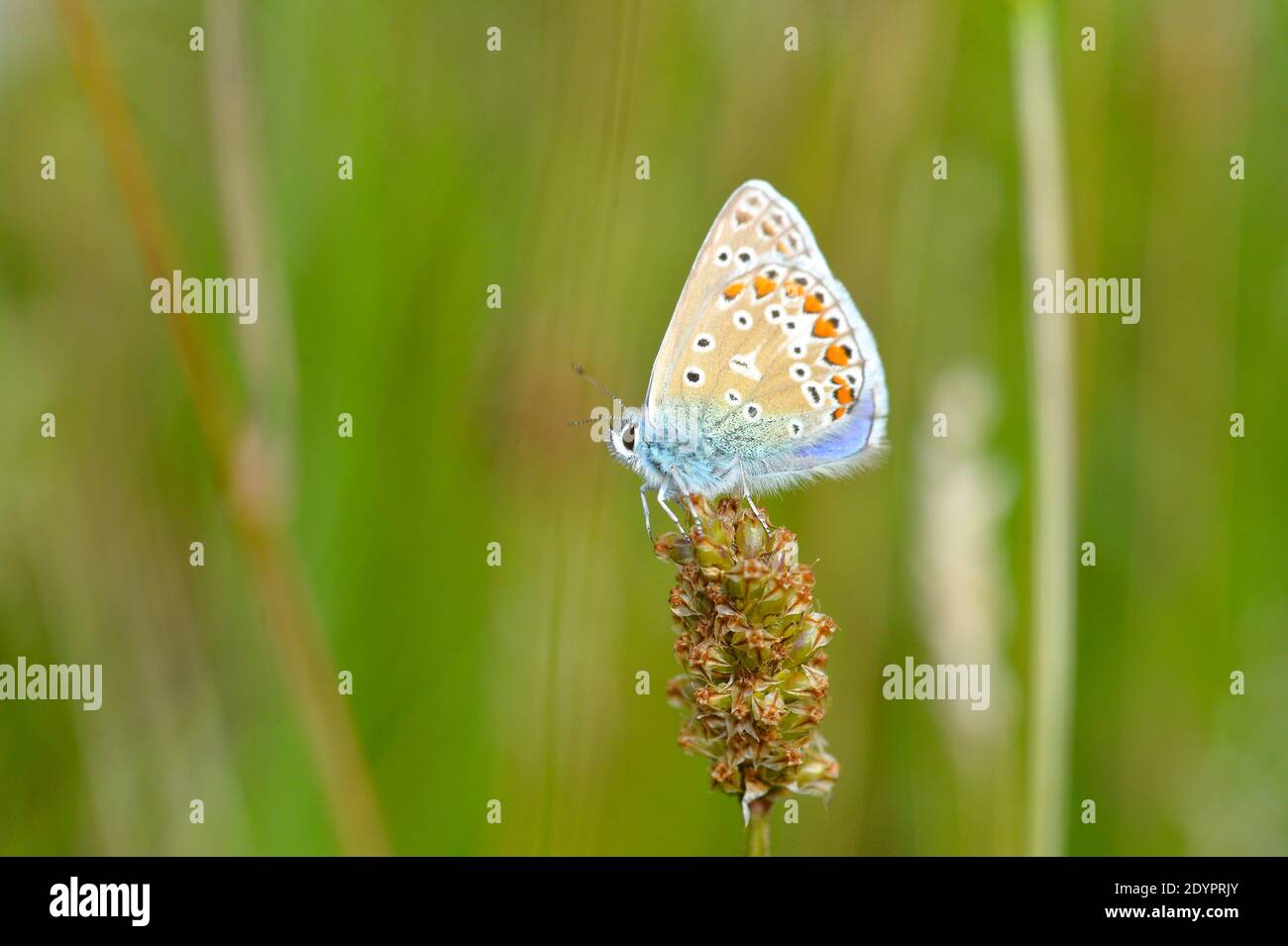 The Common Blue Butterfly (Polyommatus Icarus) in Brocks Hill Country Park Nature Reserve in Oadby, Leicester Stock Photo