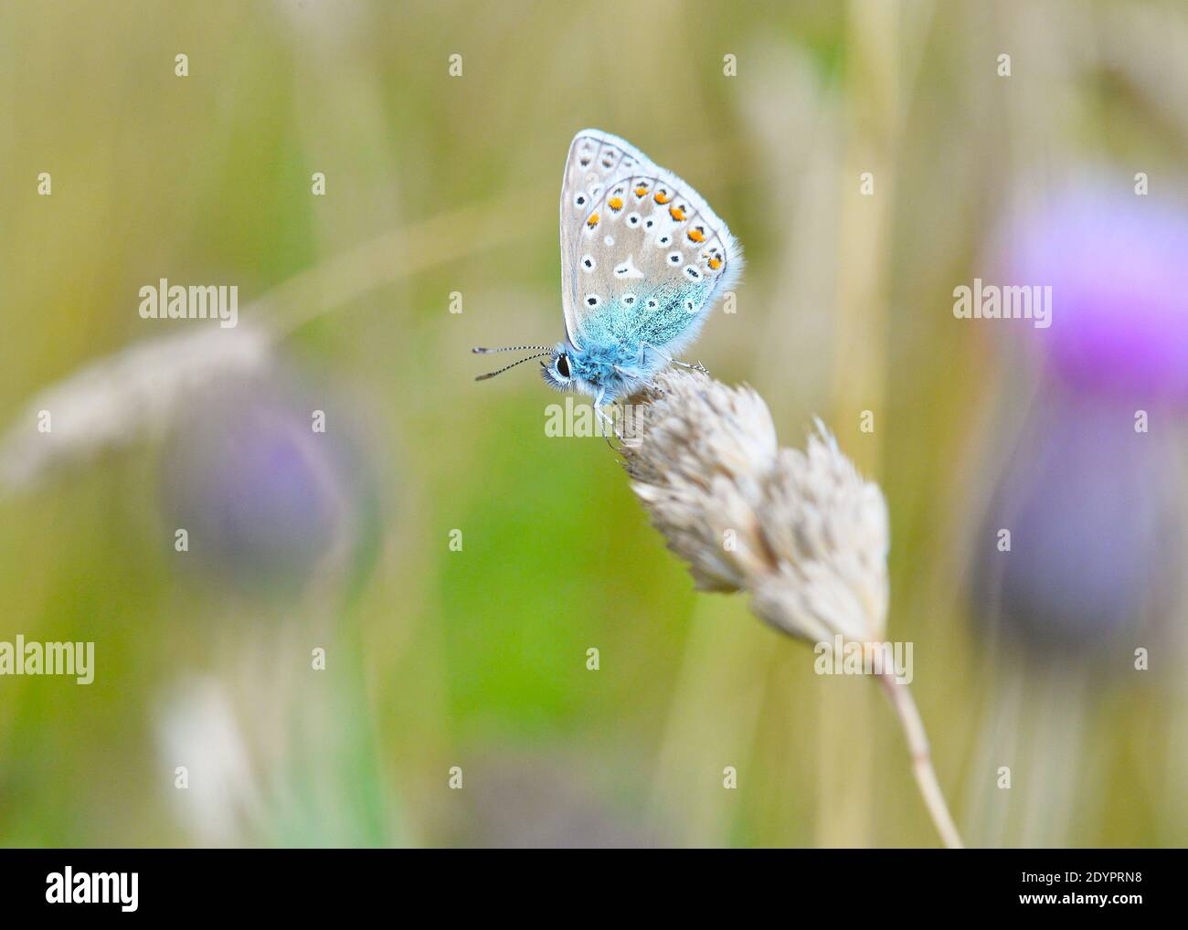 The Common Blue Butterfly (Polyommatus Icarus) in Brocks Hill Country Park Nature Reserve in Oadby, Leicester Stock Photo