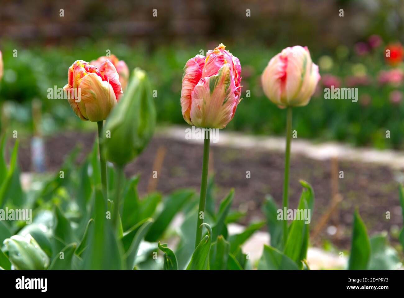 květ , tulipán , kytka , zahrada , Stock Photo