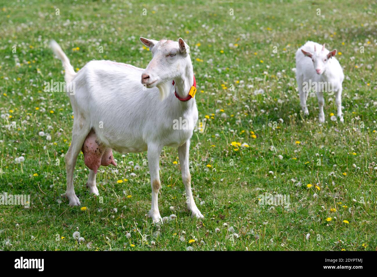 koza , plemeno bílá krátkosrstá , rohy , chov , domácí zvíře , vemeno Stock  Photo - Alamy