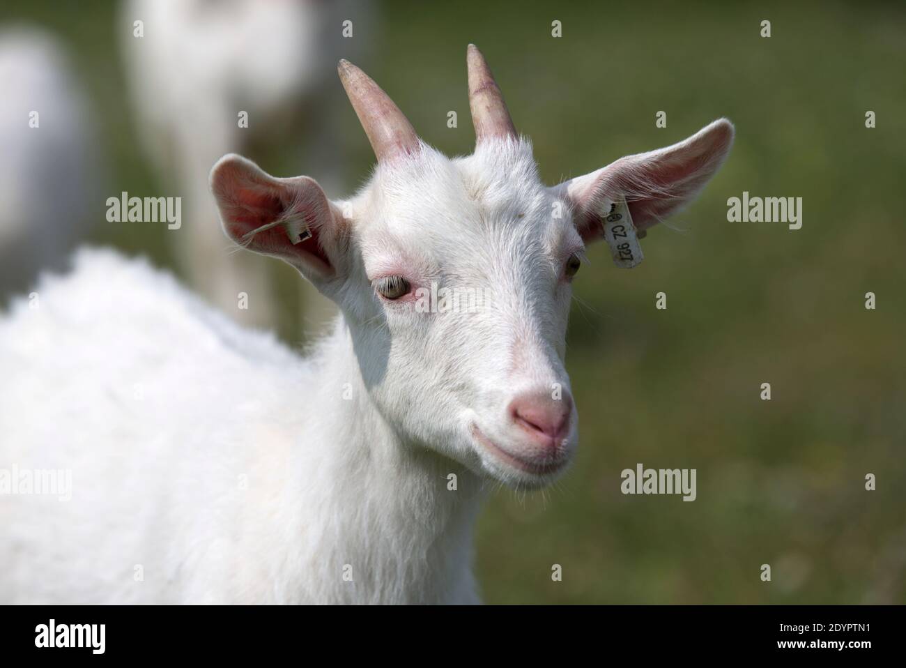 koza , plemeno bílá krátkosrstá , rohy , chov , domácí zvíře Stock Photo -  Alamy
