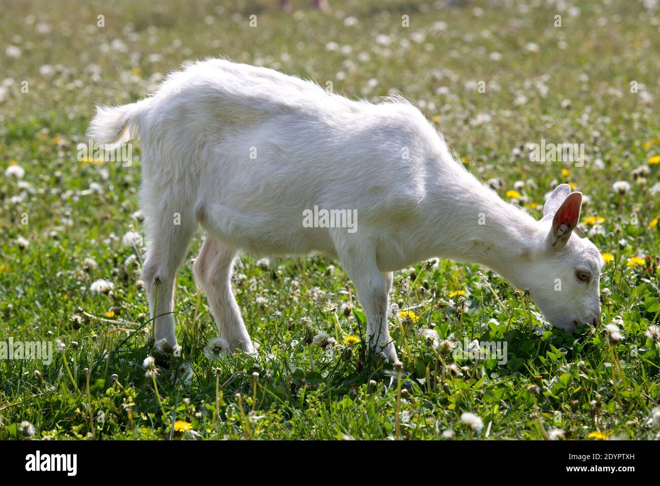 koza , plemeno bílá krátkosrstá , rohy , chov , domácí zvíře , kůzle Stock Photo