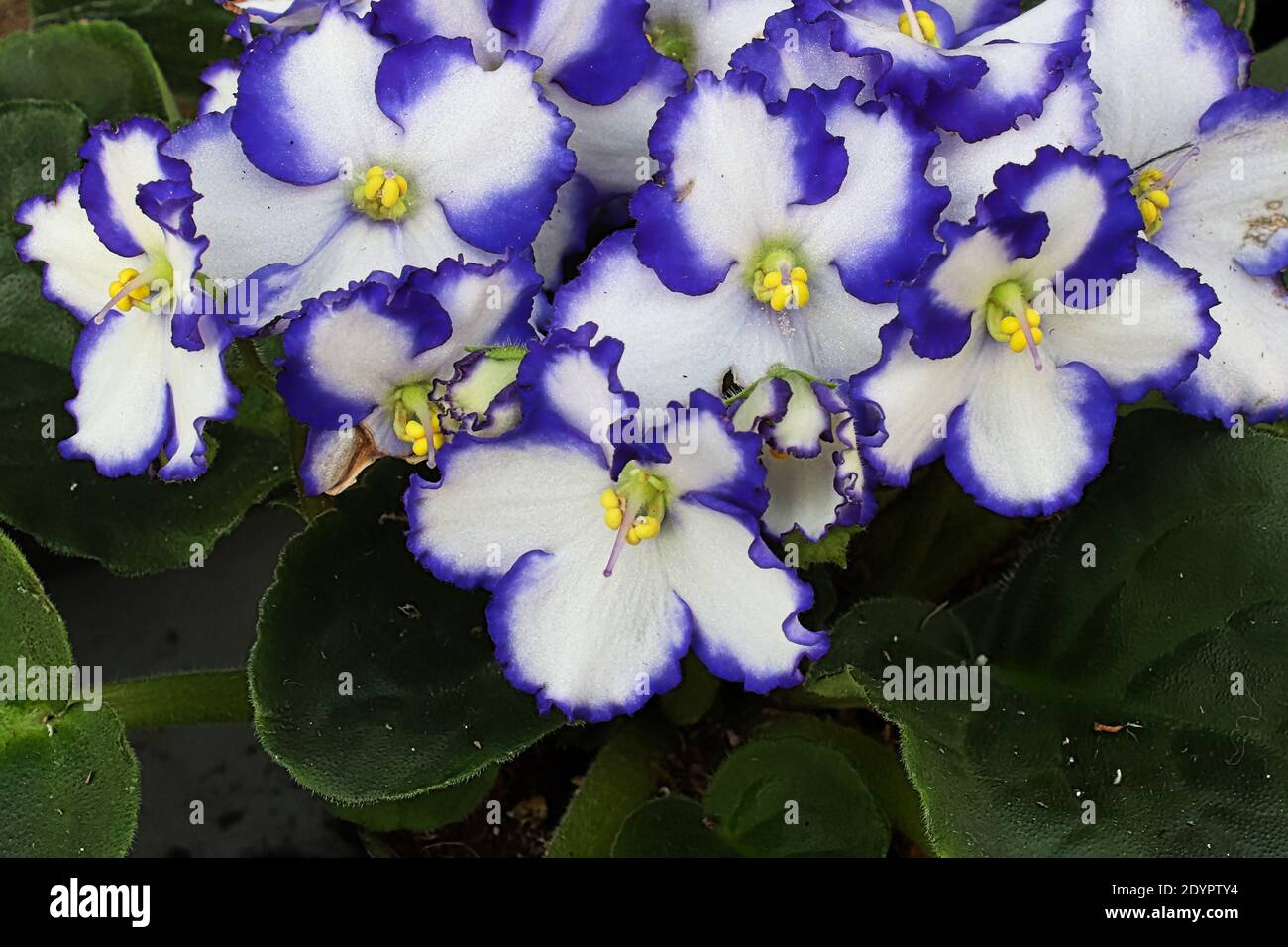 Closeup of blue and white african violet blossoms. Stock Photo