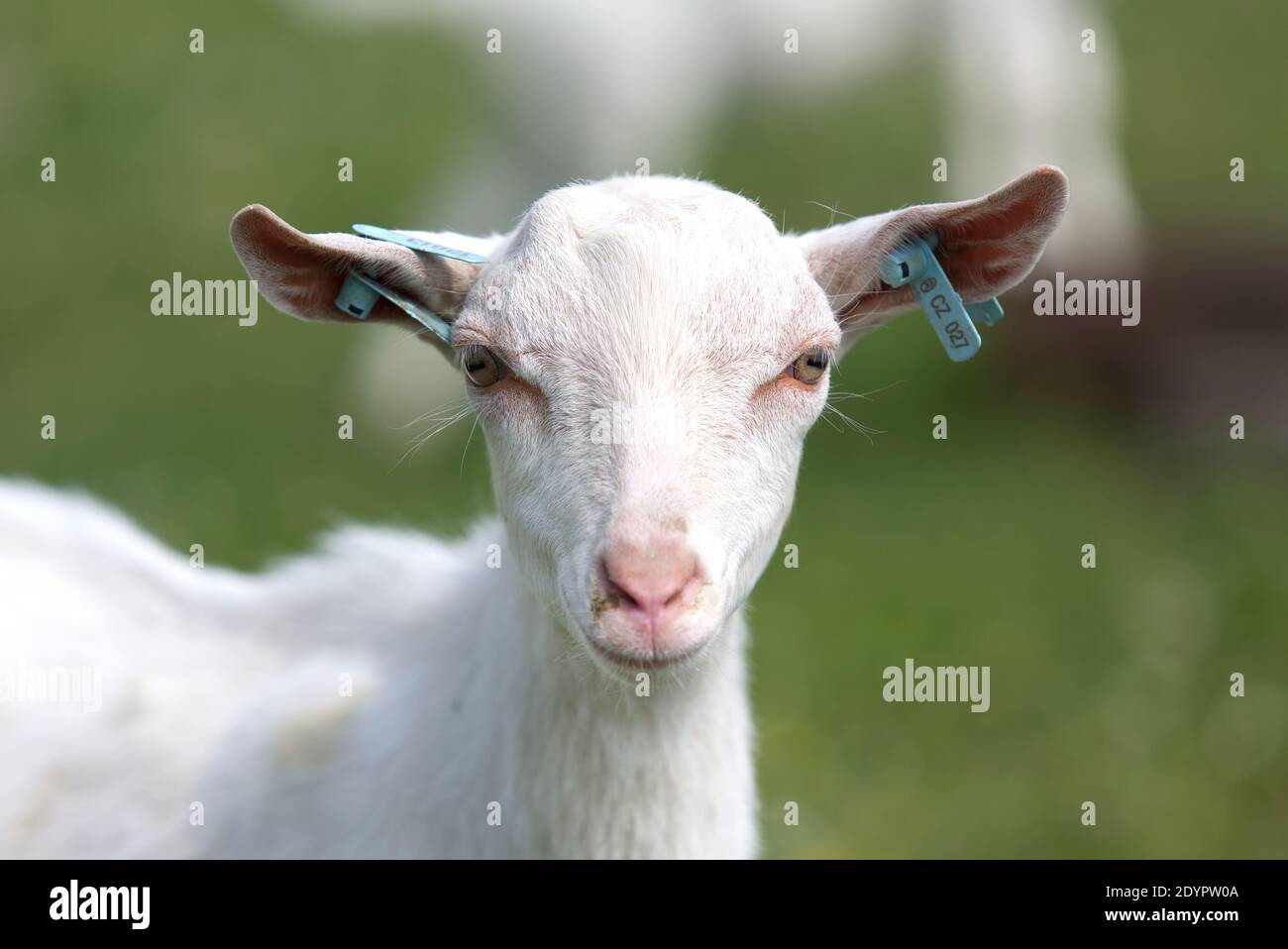 koza , plemeno bílá krátkosrstá , rohy , chov , domácí zvíře Stock Photo