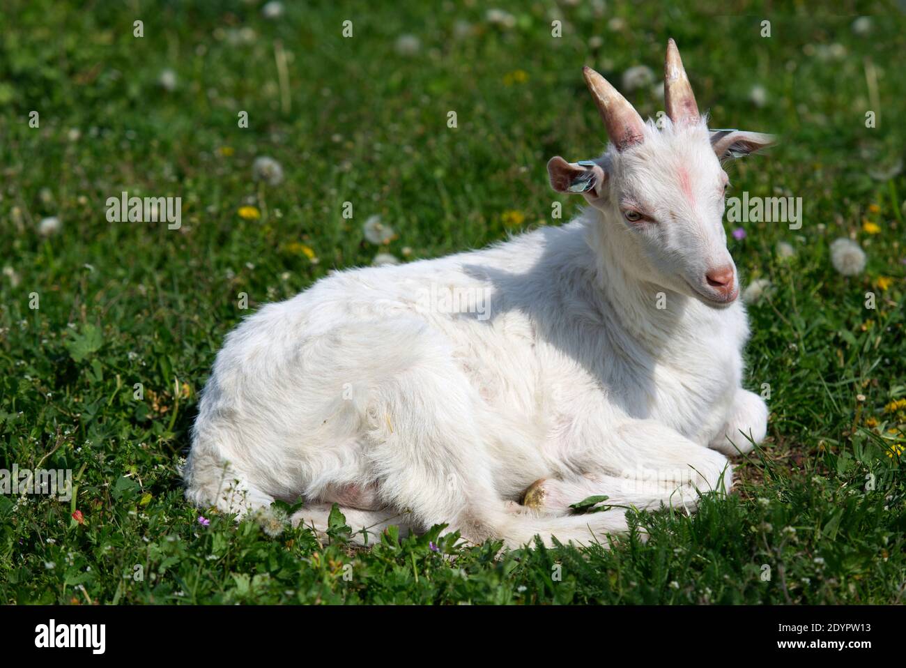 koza , plemeno bílá krátkosrstá , rohy , chov , domácí zvíře Stock Photo -  Alamy