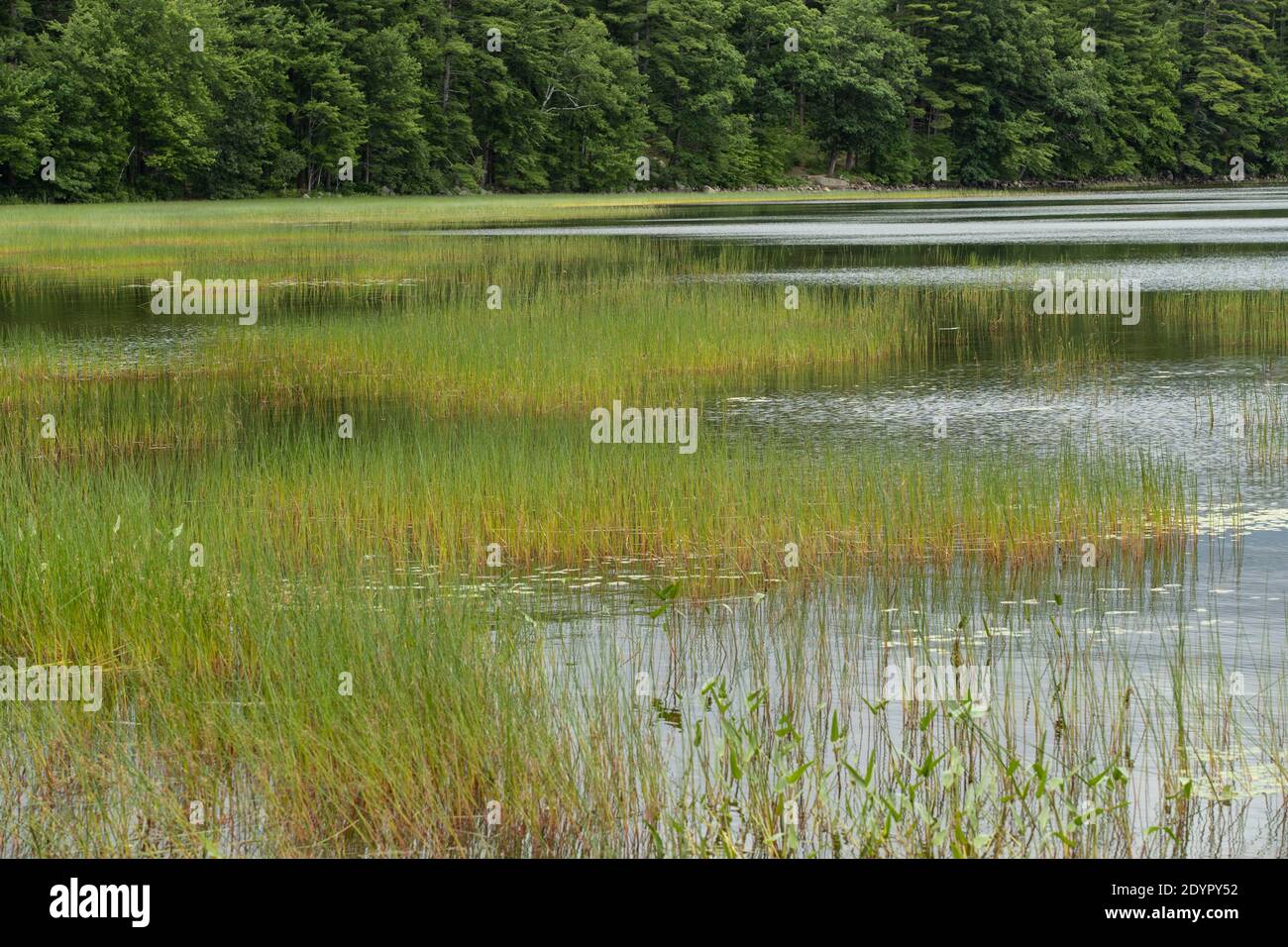 Silt and grasses surround parts of the water source. This lake or pond