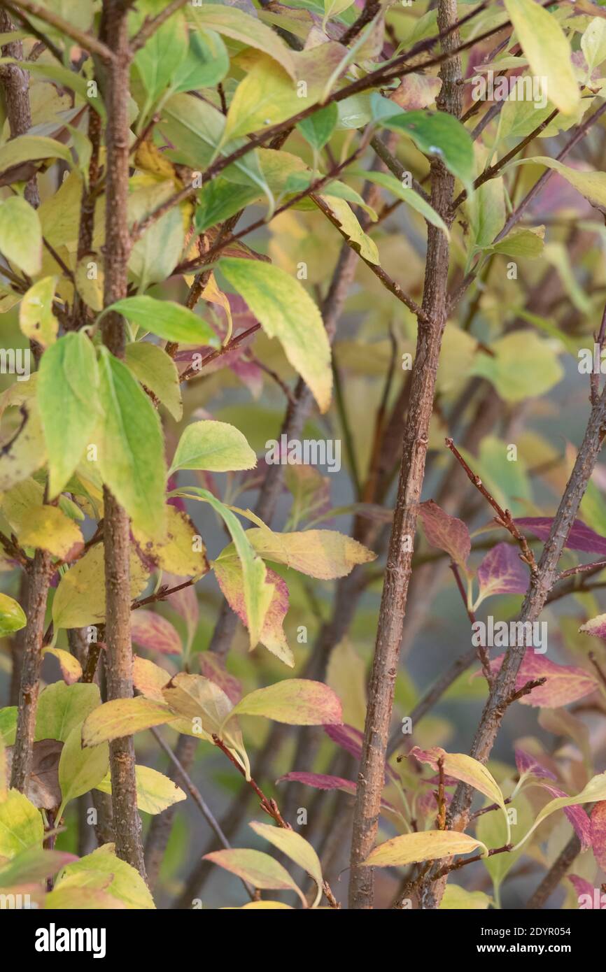 The Leaves on a Forsythia Bush in Their Fall Colors Stock Photo