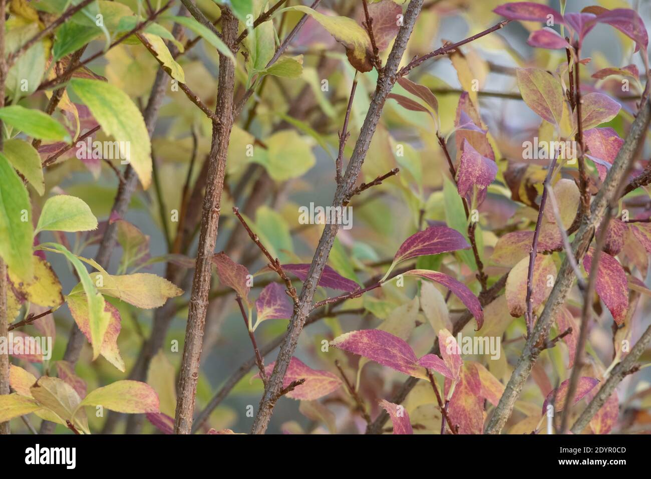 Colourful Leaves on a Forsythia Bush in Autumn Stock Photo