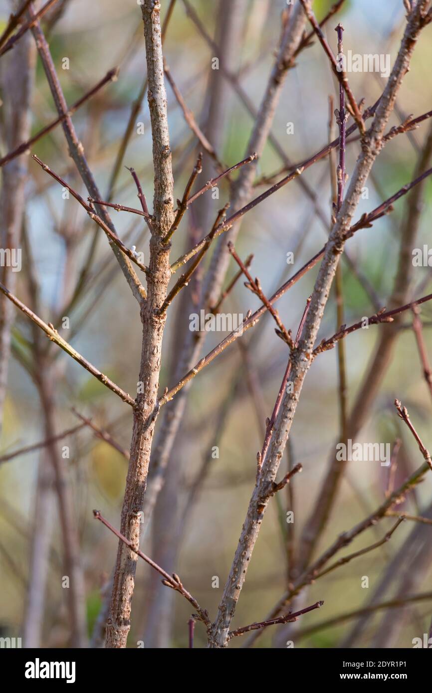 The Stems of a Forsythia Bush in Winter Stock Photo Alamy