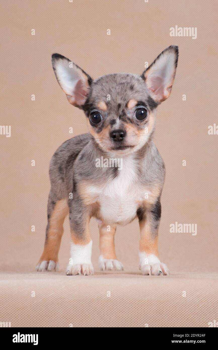 Little cute puppy of breed Chihuahua merle color with white breast and legs stands in a rack in the studio on a beige background Stock Photo Alamy