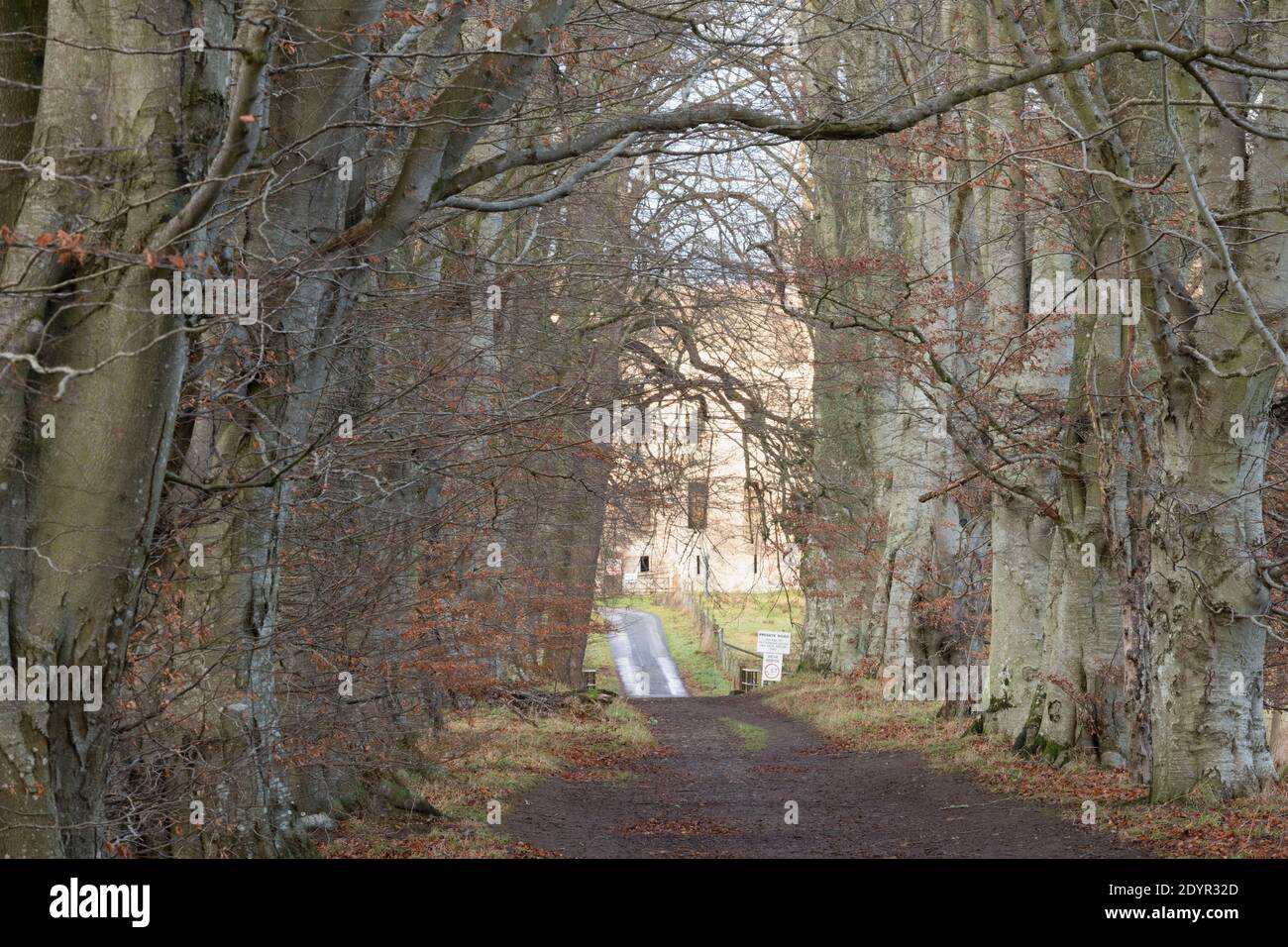 A View Along a Bridleway Between Lines of Beech Trees Looking Towards the Remains of the Bishop's Palace at Fetternear on an Overcast Morning Stock Photo